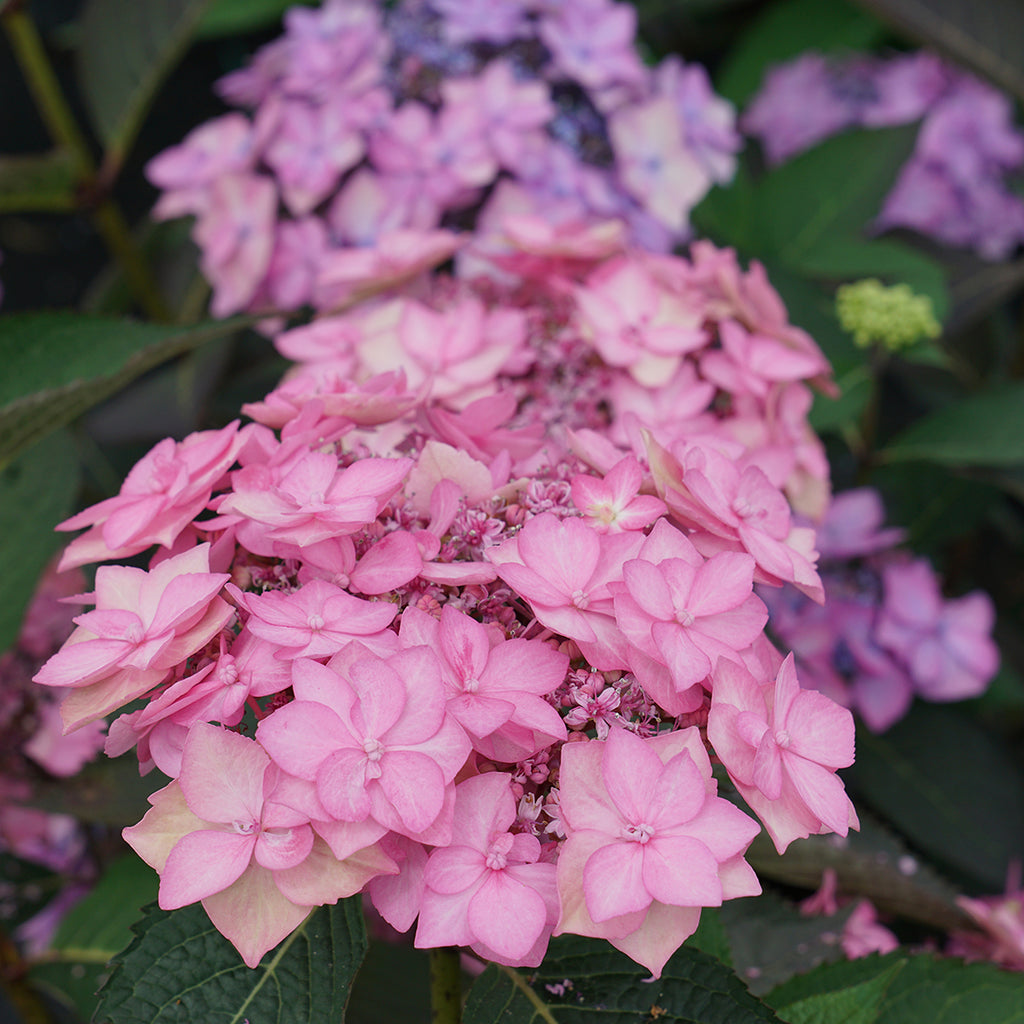 A pink lacecap bloom of Let's Dance Can Do reblooming hydrangea.