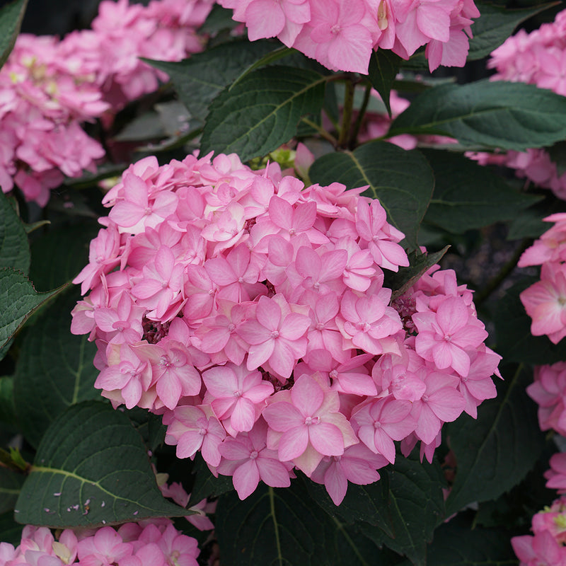 The lacecap blooms of Let's Dance Can Do reblooming hydrangea in pink