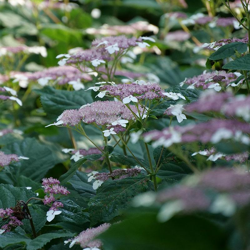 Invincibelle Lace Smooth Hydrangea has unique purple lacecap flowers