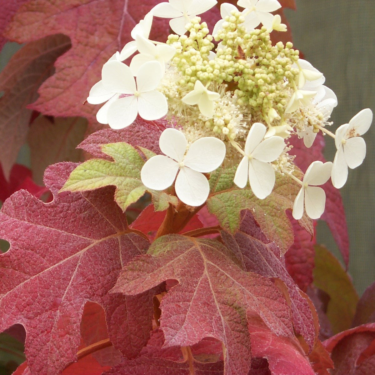 The normally golden foliage of Little Honey oakleaf hydrangea turns vivid red in autumn.