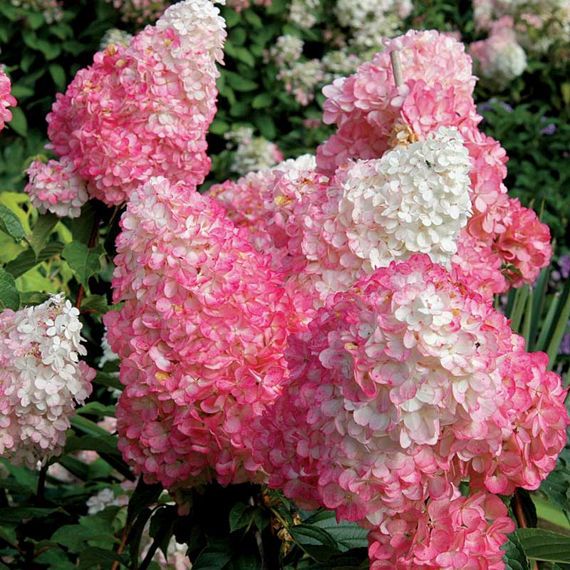 Sometimes the large mophead blooms of Vanilla Strawberry Panicle Hydrangea need to be staked to hold them upright.