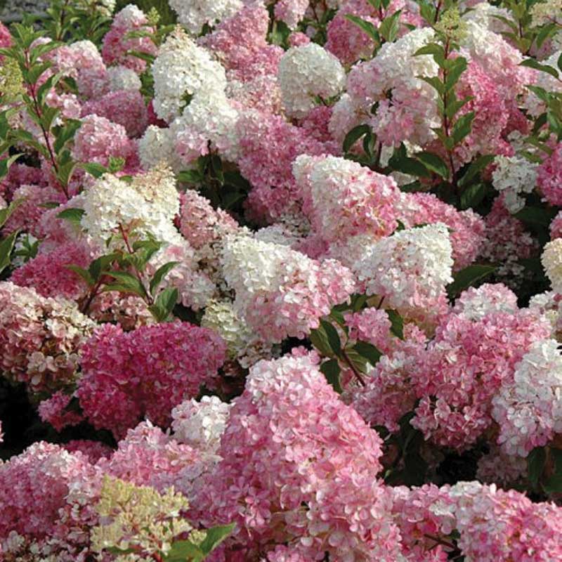 Vanilla Strawberry Panicle Hydrangea has several large mophead flowers.