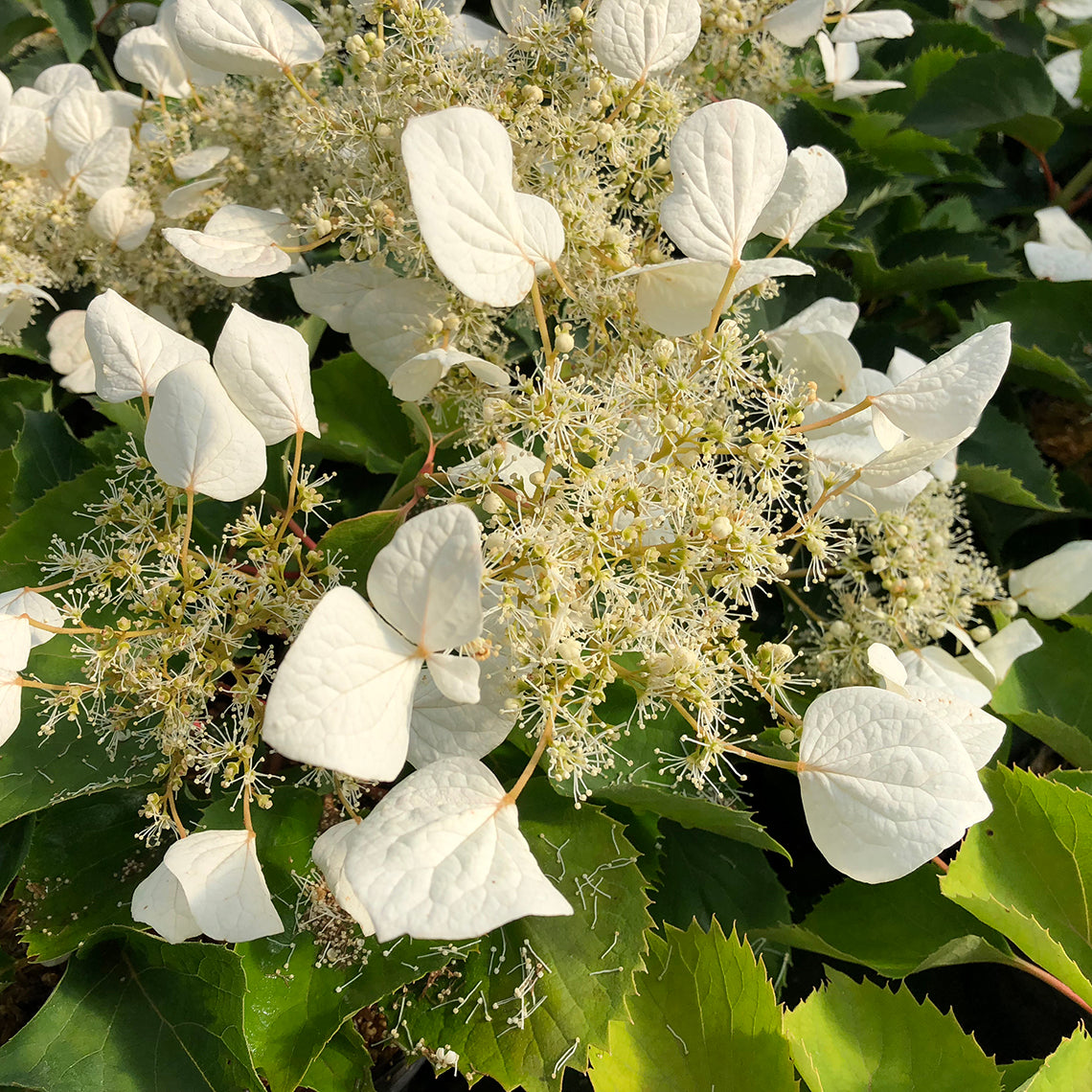 A close look at Flirty Girl false hydrangea vine showing its star like fertile florets and sail like sterile florets.