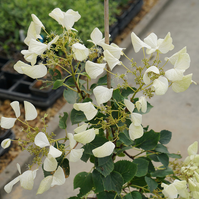 Flirty Girl false hydrangea vine blooms at a young age with open white inflorescenes.