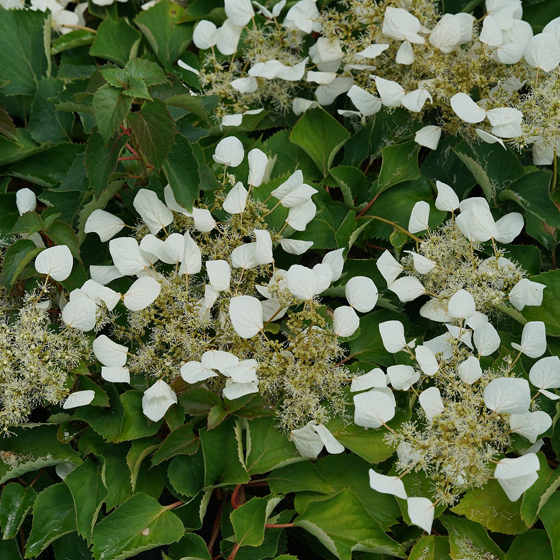 Flirty Girl false hydrangea vine covers a tree or structure in beautiful flowers and glossy foliage.